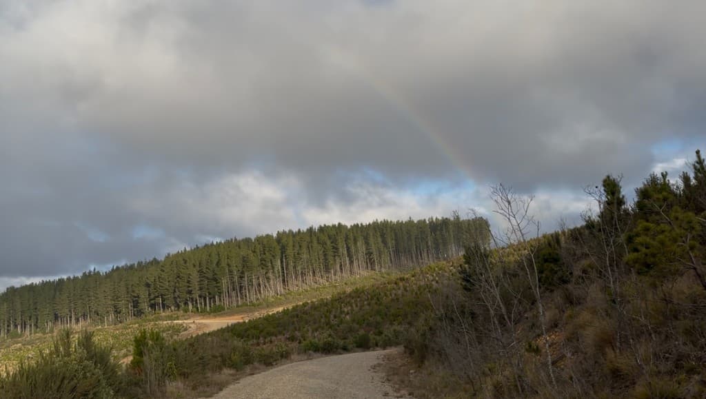 Forest road through pine hills under storm clouds with a rainbow