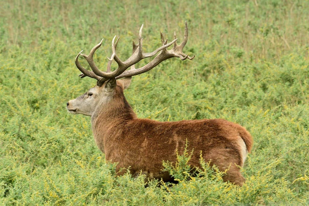 Red deer stag standing in a meadow